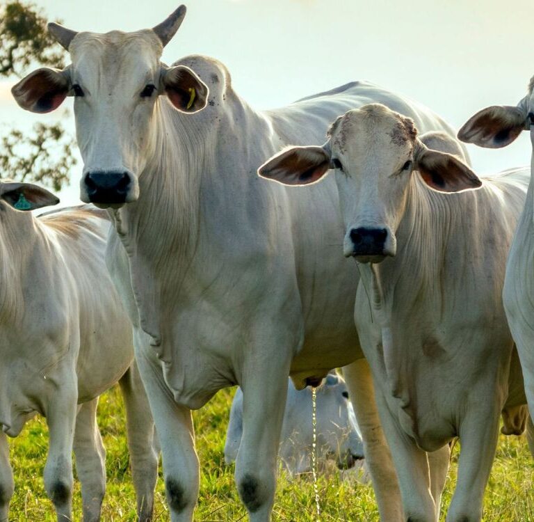 Justiça mantém condenação de R$ 59,4 mil por furto de 49 animais no interior do Acre