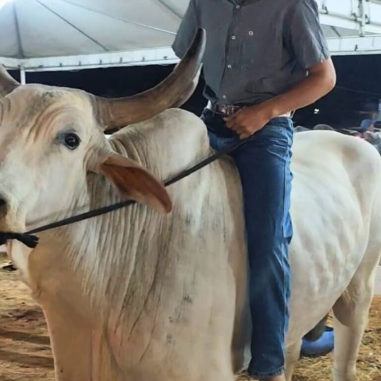 Boi Pombinho, de uma tonelada, vira atração e conquista crianças na ExpoQuinari