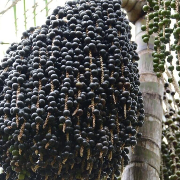 Seagri abre licitação para comprar 36 mil mudas de açaí para fortalecer cadeia produtiva no Alto Acre