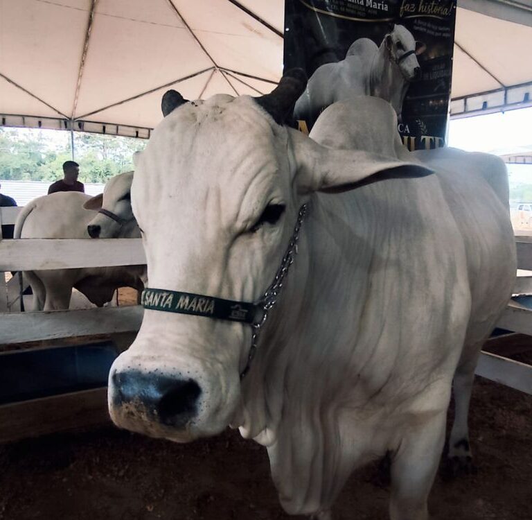 Neta de Maharash II, vaca que custou R$ 3,456 milhões, está no plantel de fazenda presente na Expo Fronteira