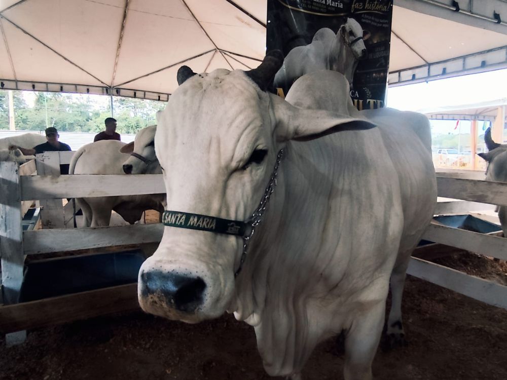 Neta de Maharash II, vaca que custou R$ 3,456 milhões, está no plantel de fazenda presente na Expo Fronteira