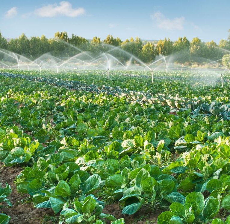 Licitação prevê compra de sementes, ferramentas e insumos para 22 hortas comunitárias no Acre