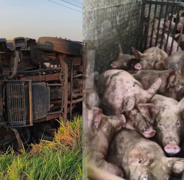 Caminhão carregado com suínos tomba no acostamento da BR-317 após problema mecânico em Epitaciolândia