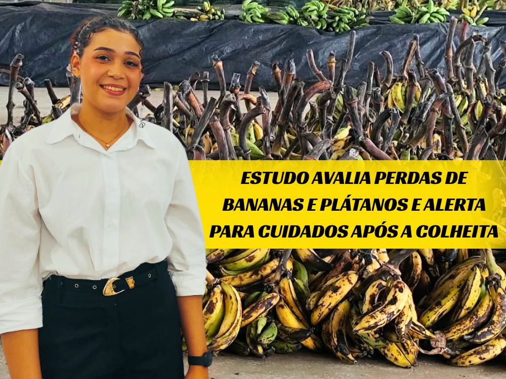 Estudo revela que falhas no transporte e manejo reduzem venda de banana em 15% no comércio de Rio Branco