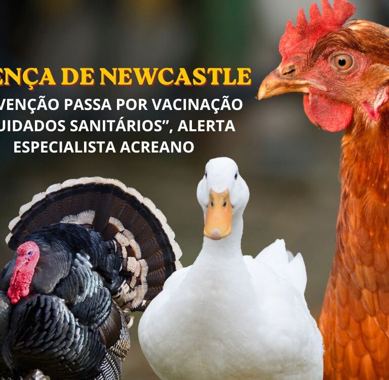Doença de Newcastle: veterinário alerta criadores de galinhas, perus e patos no Acre sobre prevenção