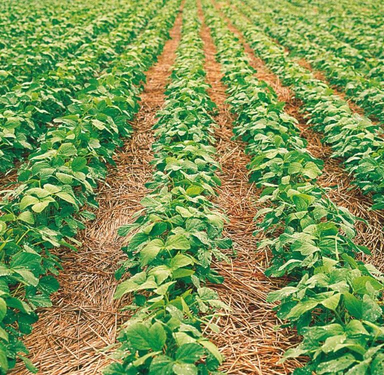 Feijão: plantação exige atenção do agricultor para cuidados com solo, sementes e nutrição
