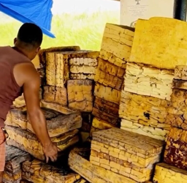 Lábrea envia primeira remessa de borracha nativa para Sena Madureira, no Acre