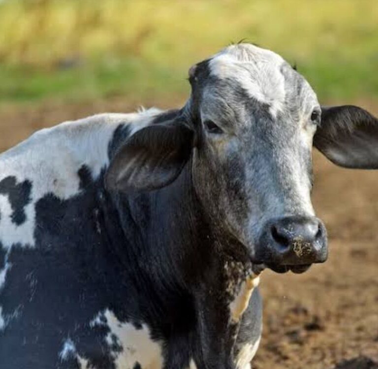 Comportamento do gado Girolando deve orientar estrutura da fazenda 