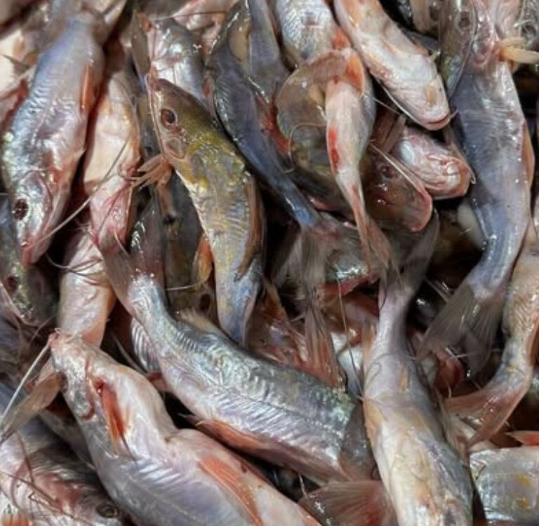 Estudo encontra coliformes em todas as amostras de mandim analisadas em três pontos de venda na capital